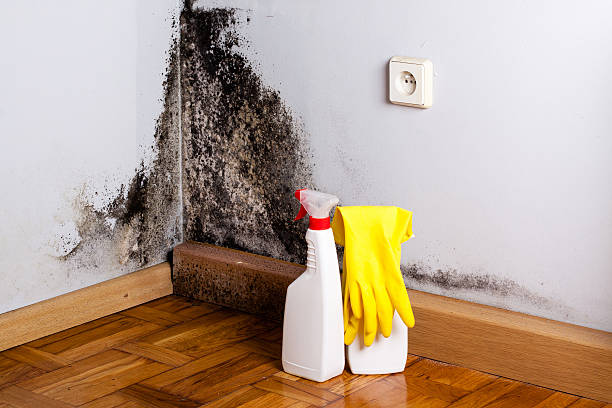 Mold removal services in Sayreville NJ