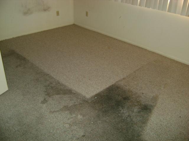 Top Vital Reasons To Choose Carpet Cleaning Services